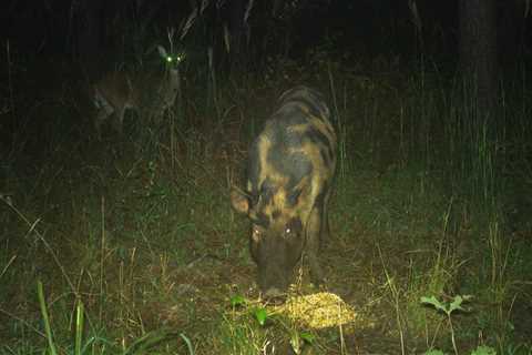 Hogs vs. Deer: Can Whitetail Managers Take Back Feral Pig Country?