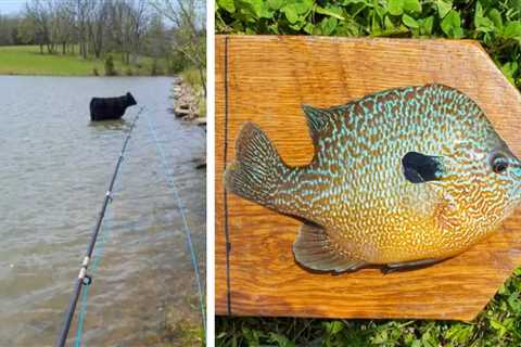 Fisherman Credits Thirsty Cow for Missouri Record-Tying Longear Sunfish