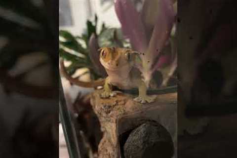 Cute pet gecko sits up when owner calls it handsome