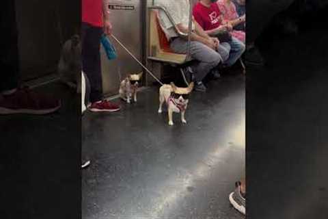 Two chihuahuas wear matching sunglasses on NYC subway