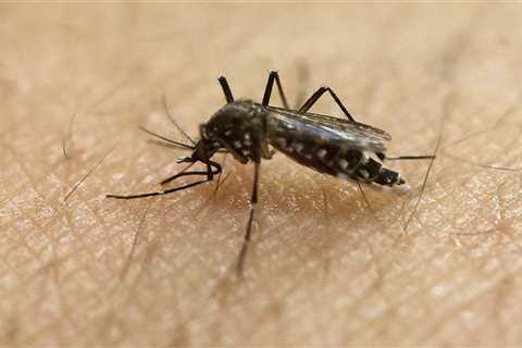 Three Ohio cities make the “Top 50 Mosquito Cities” list: see where