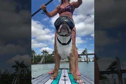 Florida woman and her rescue dog love to paddle board