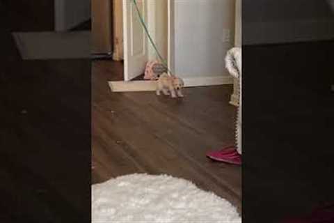 Tiny puppy not happy with leash training