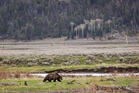 Collared Grizzly Bear Illegally Shot and Killed in Montana