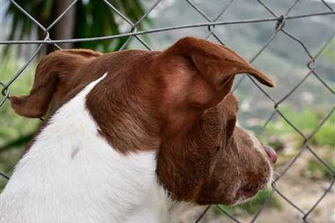 Depressed dog desperately trying to leave Indiana animal shelter breaks staff’s hearts