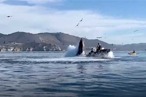 This Video of Two Kayakers Being Eaten by a Whale Is Going Viral