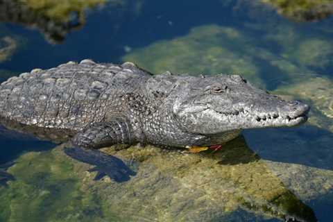 Crocodile Gives “Virgin Birth” After 16 Years of Isolation