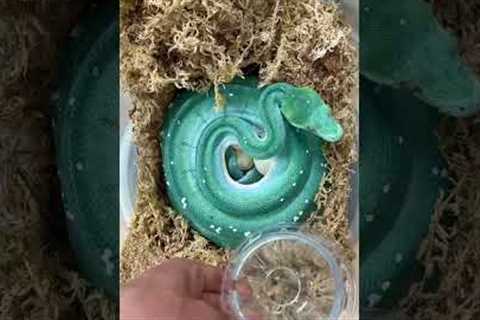 GORGEOUS Green Tree Python gets rehydrated