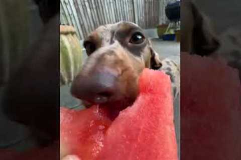 Dachshund devours delicious watermelon slice