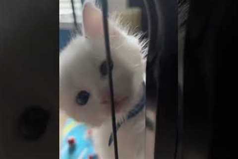 Kitten tries climbing out of an open cage