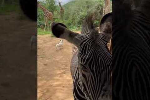 Zebra Pays a Visit to Office Workers