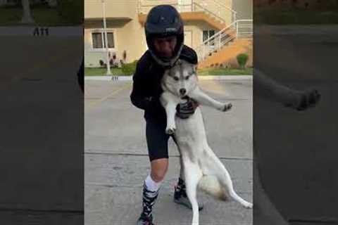 Incredibly stubborn husky refuses to go back home