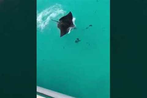 Spotted eagle ray jumps out of the water and surprises woman