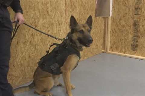 New uniforms keep Rockford K9s safe and stylish