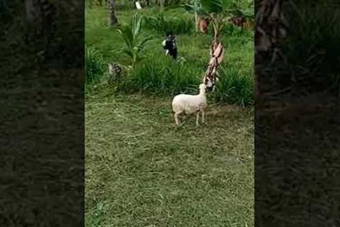 Hilarious hide and seek with a playful sheep!