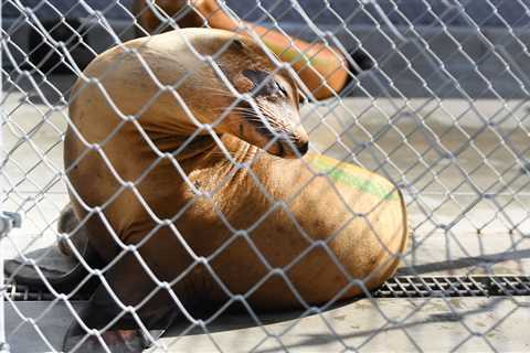 Sick Or Dead Sea Lions And Dolphins Wash Up On California Beaches