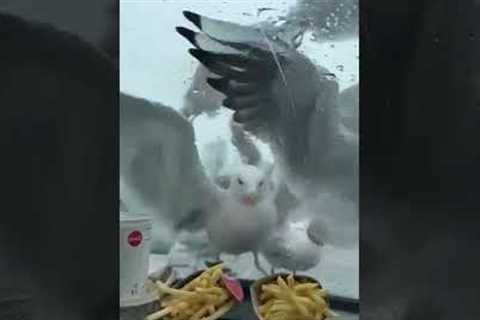 Flock of seagulls swarm car over fast food