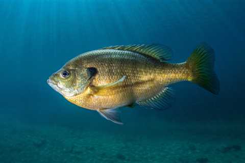 Sunfish vs Bluegill Identification Guide