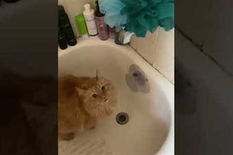 Cat helps itself to water from the bathroom