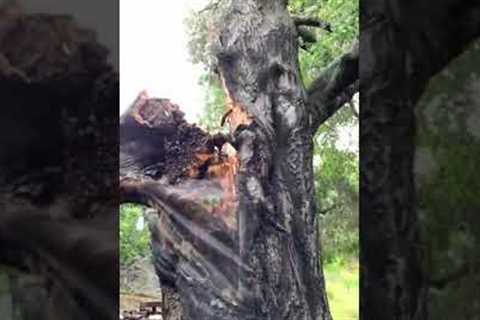 Lucky man misses getting crushed by falling tree