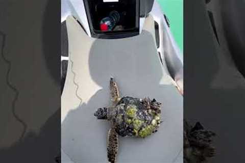 Kind man gently removes barnacles off sea turtle in Abu Dhabi