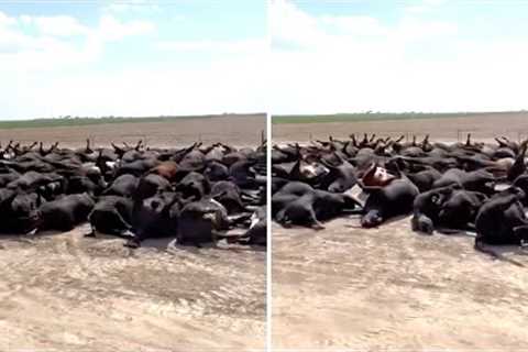 This Rancher Just Made A Chilling Discovery On His Private Ranch And Said That It's Happening Again