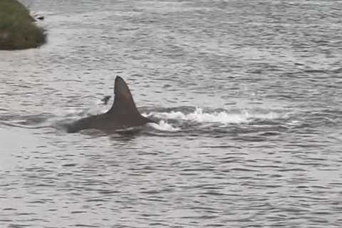 Huge hammerhead shark seen swimming in waters off Galveston