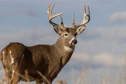 Whitetail Deer Transmitted Covid-19 to Humans at Least Three Times, Study Suggests