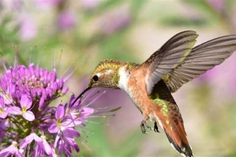 Focused on Mississippi: Are there fewer hummingbirds this season?