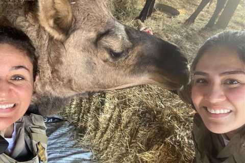 Forrest County deputies rescue camel who escaped