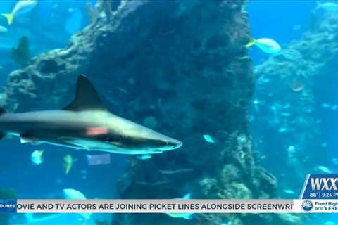 Expert explains shark sightings on the Gulf Coast