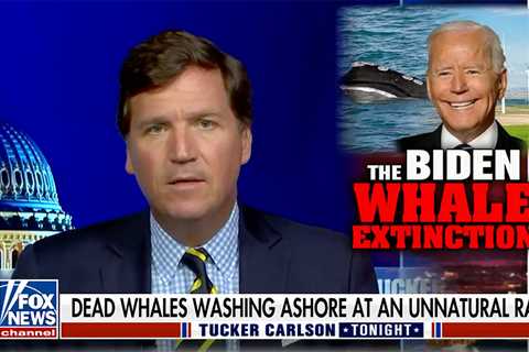 A whale tale: Inside the fight against offshore wind