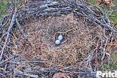 Hatch Watch has officially begun for the Southwest Florida Eagle Cam