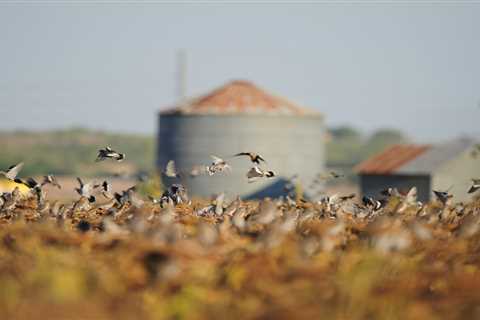 Dove Hunting Ultimate Guide: Tips and Tactics for Bagging More Birds