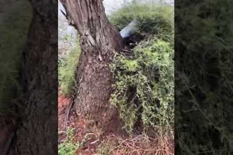 Water gushes out of TREE TRUNK in Australia