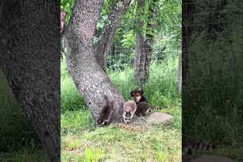 Pet dog keeps an eye on baby raccoons playing