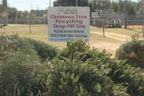 The City of Tallahassee wants to turn your Christmas tree into mulch