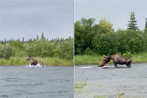 Watch: Incredible Footage of a Brown Bear Catching and Killing a Moose in a River