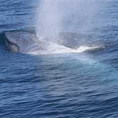 Blue whale foraging and reproduction are related to environmental conditions, study shows