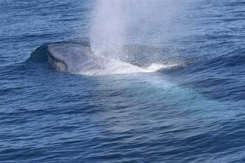 Blue whale foraging and reproduction are related to environmental conditions, study shows