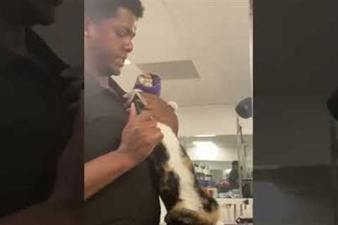 Talkative cat meows while getting groomed