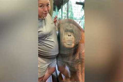 Orangutan listens to baby's heartbeat