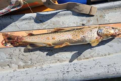 Trout Numbers Are Crashing in Montana, and No One Is Sure Why