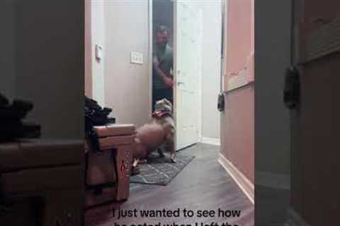 Pit bull immediately starts crying when owner leaves the house