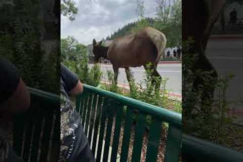 Friendly elk casually strolls through busy town