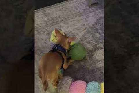 Chihuahua Has Beef With Broccoli Toy