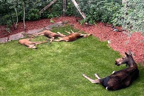 A Cow Moose Had Triplets. The Internet Thinks They’re Mule Deer Fawns