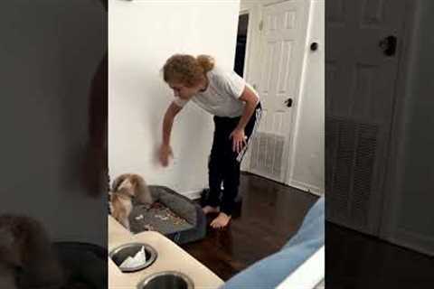 Spoiled dog won't eat treats unless owner stands by