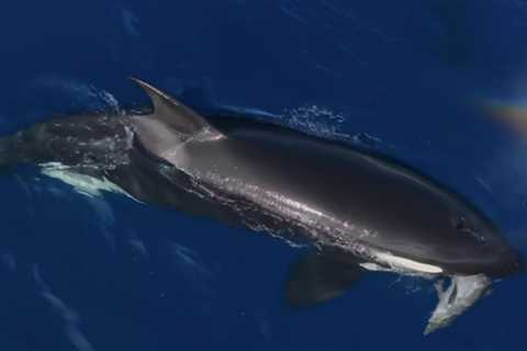 Watch: Killer Whales Teach Young to Hunt Dolphins Off California Coast