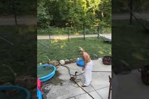 Adorable duck loves pool time